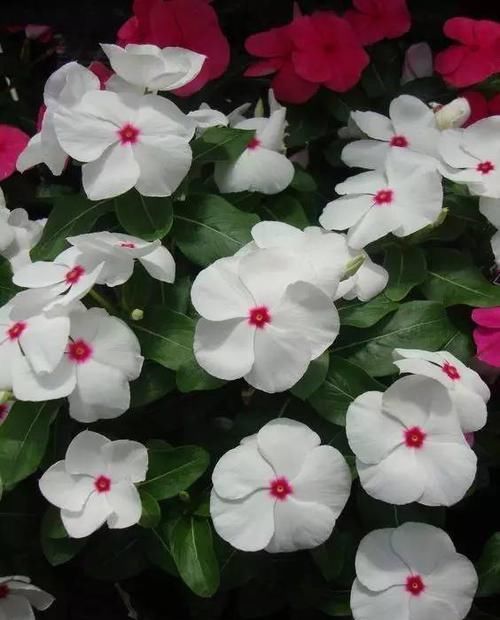 10种出彩的庭院地被花儿,最适合的才是最好的