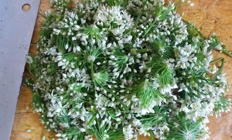 自制韭花酱,只放盐是外行,多加1样,口感好味道香,久放不会坏