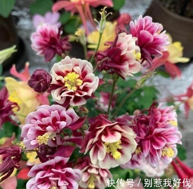 养花就养几种花,旺财又养人,吉祥富贵,红红火火好运来!