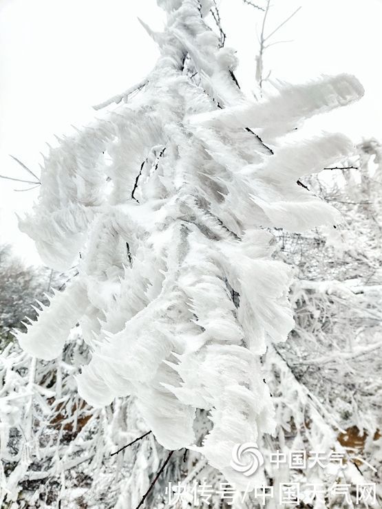 雾凇|湖南湘西八面山现雾凇 形态各异直教人惊叹