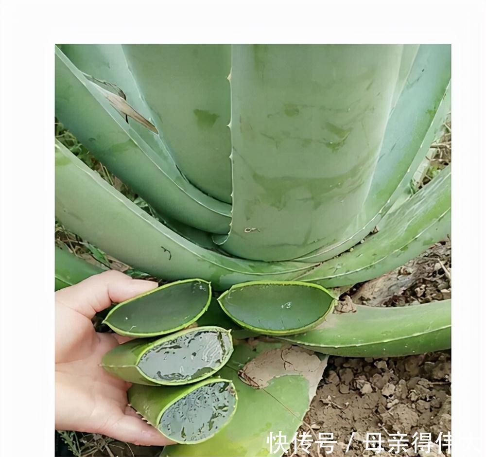 6种“懒人花”,看着很普通,养着很“实惠”,养得越久越觉得好