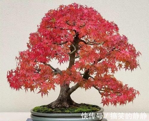 修剪|家里有这10种花,多修剪少浇水,能养成高价盆景