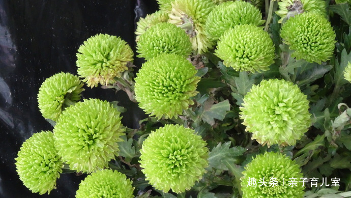 喜欢菊花,不如养”乒乓菊系列“绿乒乓菊,似绿如新翠,小巧玲珑