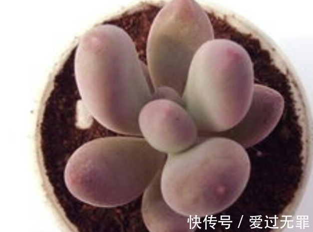 深秋的多肉桃美人怎么养,学会4个方法,叶片变得粉红粉红的