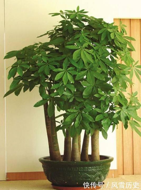 长寿花|越不浇水越能养爆盆,懒人或者新手养花就选此6种