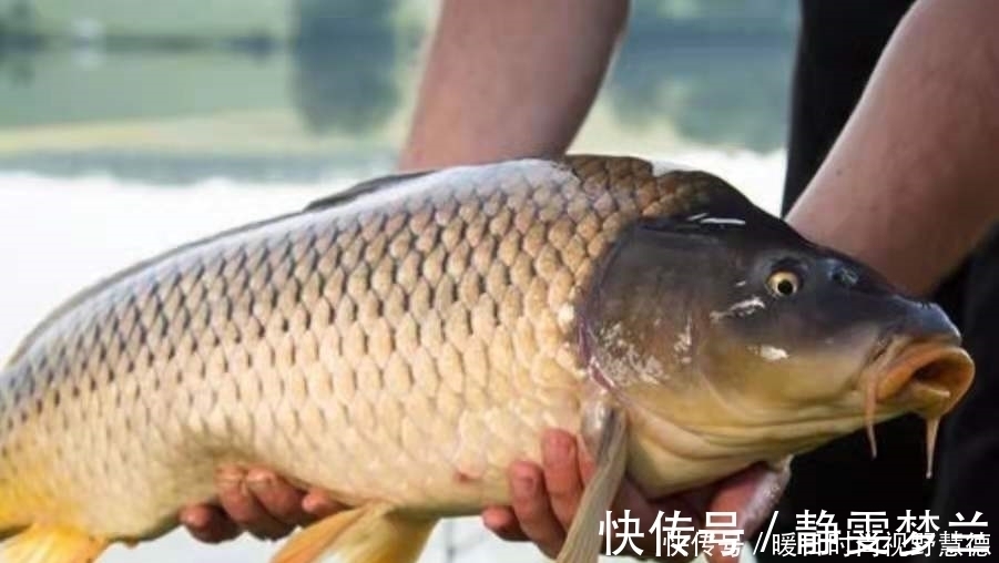 鲤鱼好钓有诀窍，按我说的做，不信鱼获不够好