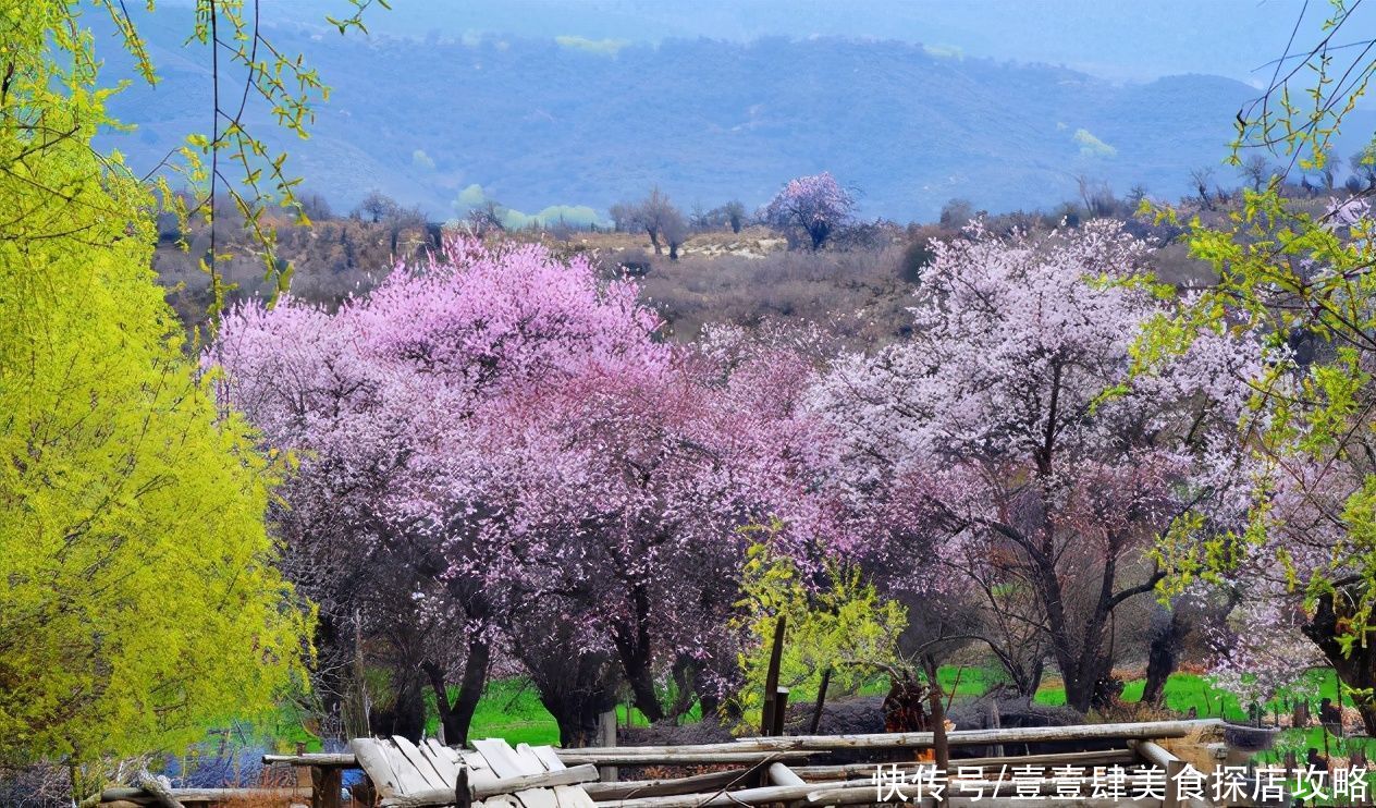 雅鲁藏布大峡谷|藏在雅鲁藏布雪域樱花美景，完爆云南无量山，十里水上画廊多闪烁