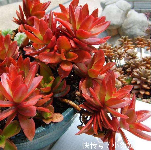 这“4种”多肉,好养又好看,度夏无压力,越养越胖越漂亮