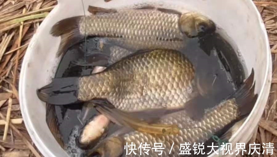 套路|气温高,大板鲫就难钓了?立马换用这套路,接连上鱼忙不过来