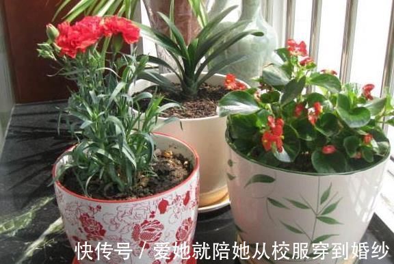 超哥|“玉米棒”还在扔往盆里一塞,等于“促花激素”,花开爆不停