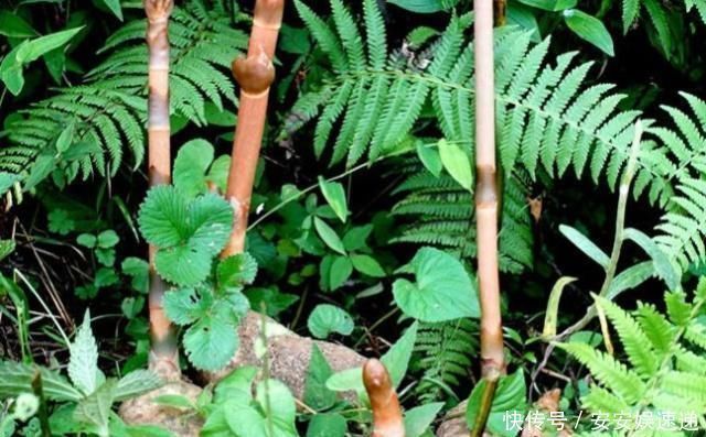 杂草|杂草里不起眼的“它”,挖出根400一斤,是珍贵中药,能治癫痫