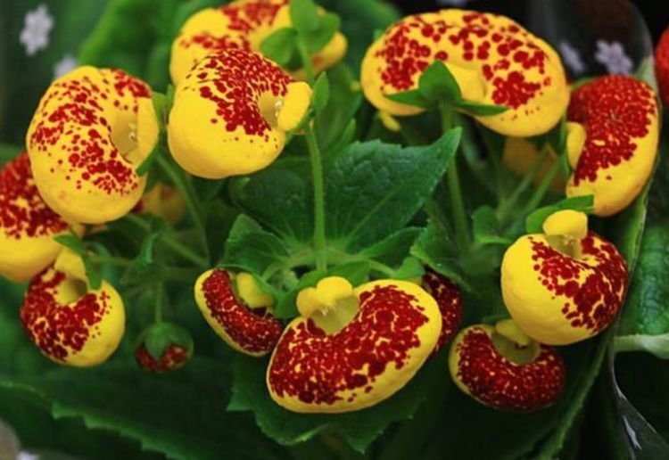 4种花一定要养，不用操啥心，花色繁多易爆盆，娇艳欲滴