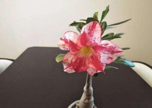 室内养花草总生虫怎么办?舍得做到“这点”,就不用搬出屋了