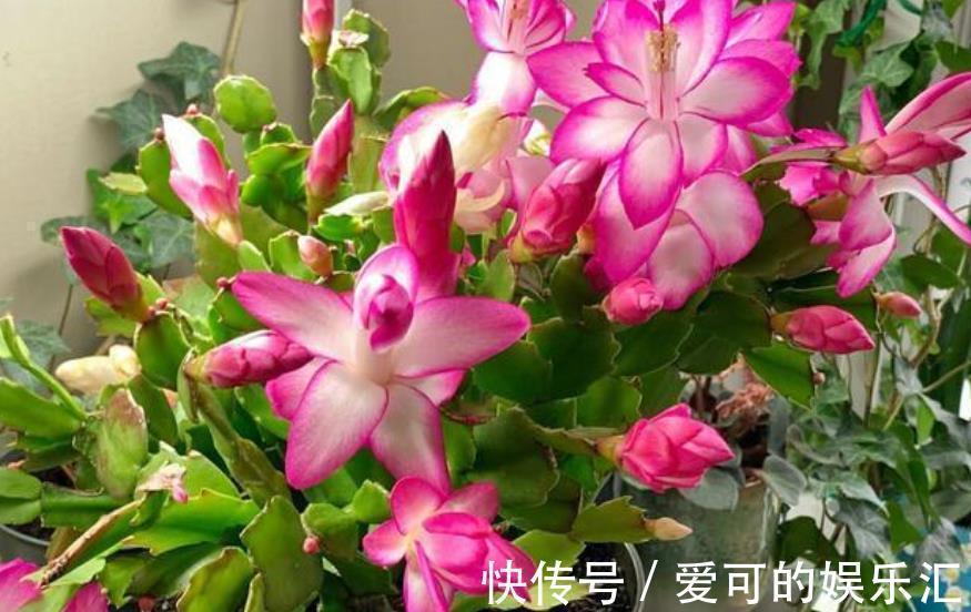 鸡蛋壳|家里的2种垃圾别丢了,用来养蟹爪兰,秋冬开花多更艳丽