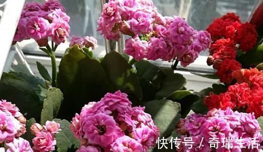 冬天|爷爷养长寿花,20天喂1勺“它”,花苞冒出来,开花200朵