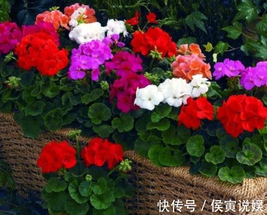 太阳花|这“3种”花爱开花,阳台养几盆,开成小花海,邻居看了羡慕不已