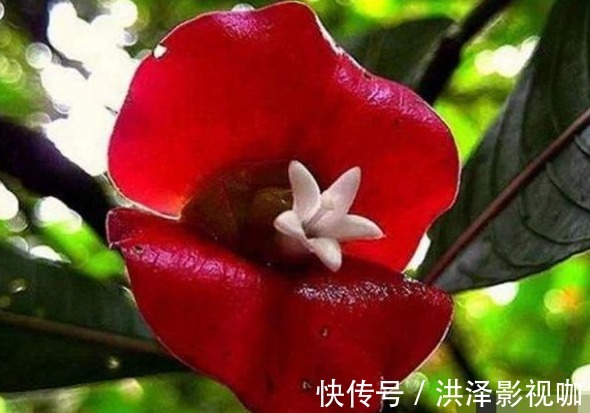 养花|喜欢养花，不如养盆“珍稀名菊”，富丽堂皇，优雅美丽！