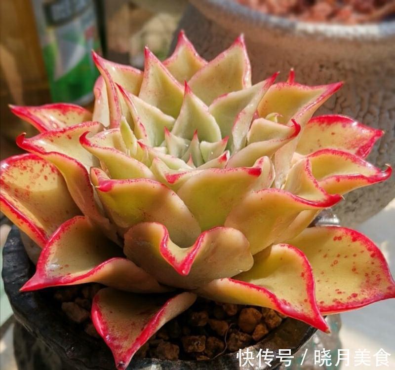 花盆|冬季买多肉,满足4个条件,“服盆”快容易出状态