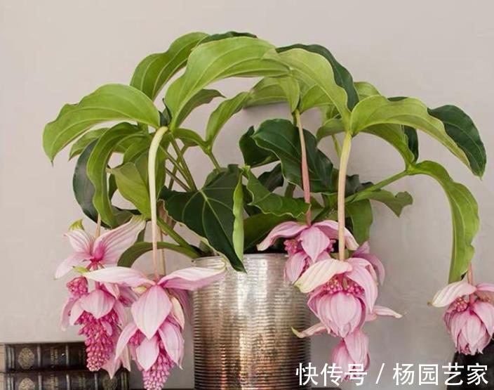 家里养了这些花,冷空气来袭要“保暖”,不然冻坏了剩个空盆