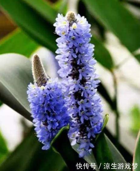 植物|新手养花的常见几个误区,为什么会让植物致命