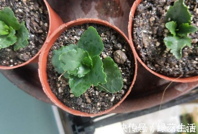 生根|扦插最佳时期到了，有这花赶紧插，沾土就能活！