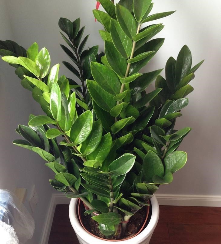 金枝玉叶|命里“多金”的5种花,寓意好又贵气,家里养一盆,带来好运气