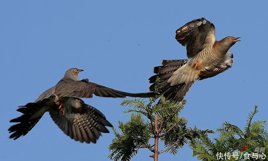 碳水化合物|你在为谁吃饭？看懂了就知道人为什么会生病 (1)