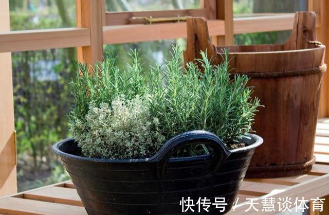 薄荷|“蚊子”不喜欢的“3种花”，现在养一盆，夏天正好驱蚊虫