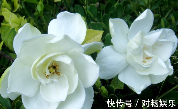 盆栽栀子花注意这几点,花开爆盆!长得快!3年下来,长成老桩!