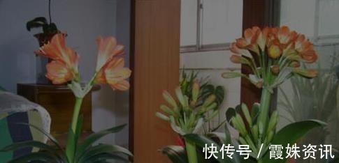 养护|李大爷只用它养君子兰,不花一分钱,1年开花2次全都爆盆