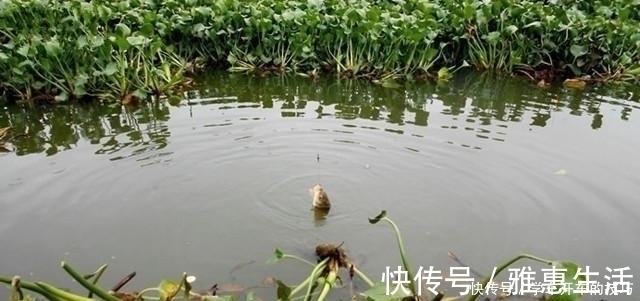 荒塘|某些钓鱼人,请你自觉点,这些不齿之事难登大雅之堂,别再丢脸了