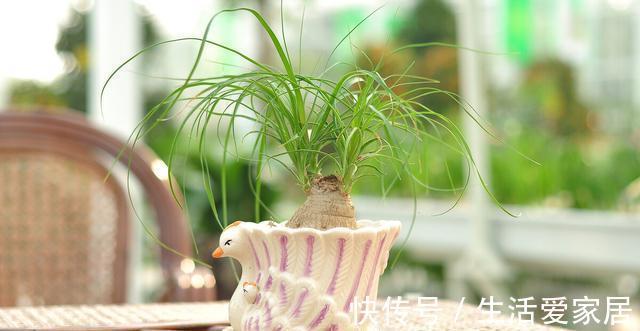 寓意|4种植物挺着“大肚子”,摆在客厅,不但寓意好,而且耐旱好养