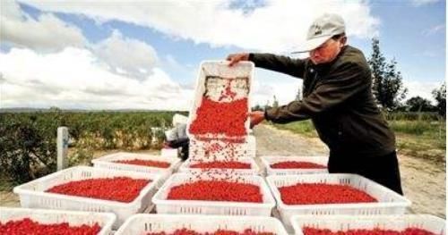 枸杞|枸杞和此物是“小两口”,同时泡水喝,可以把肾补满,肝也干净