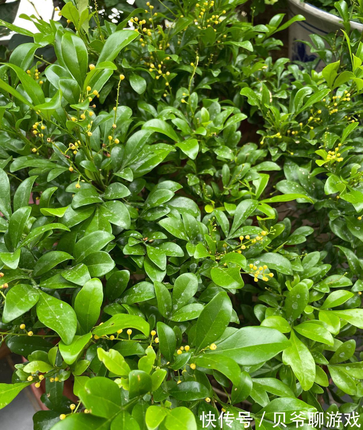 枝条|米兰花如何过冬?做好2点,顺利过冬,叶子绿花苞很多芳香迷人