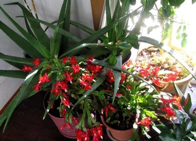 发酵|2种不要的“垃圾”，却是养花的“花肥王”，蟹爪兰吃一点就爆花