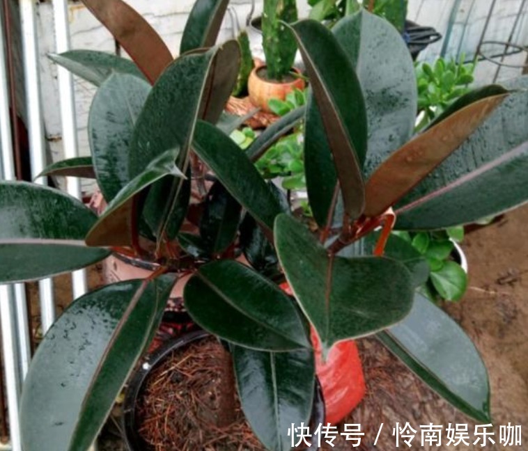 橡皮树|新手就养“4种花”,1个月忘记浇水,照样长得旺,还开出漂亮的花