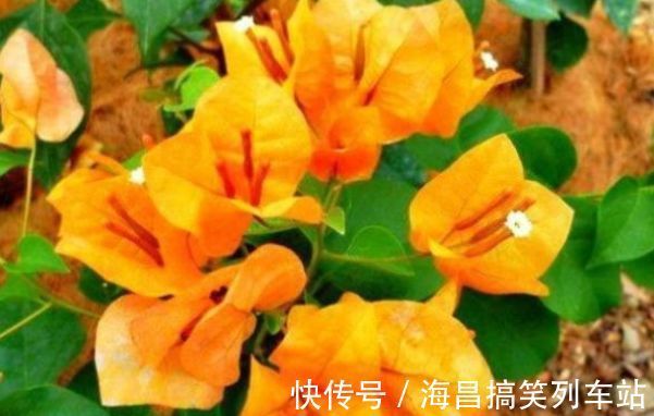 喜欢三角梅，首选此款“珍稀名品”柠檬黄三角梅，花开艳丽多姿！