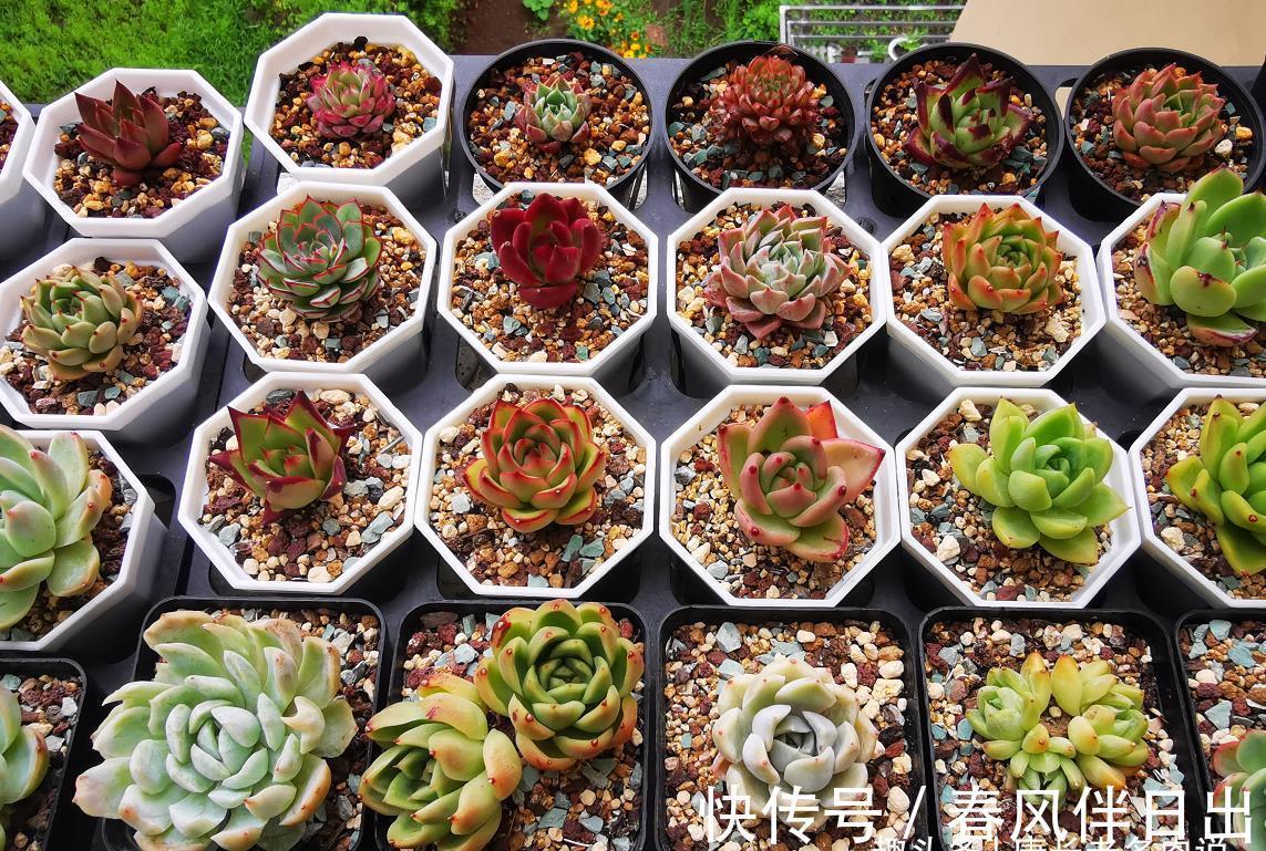 根系|天气热温度高,多肉缺水也不敢浇?来看看有经验的肉友是怎么做的