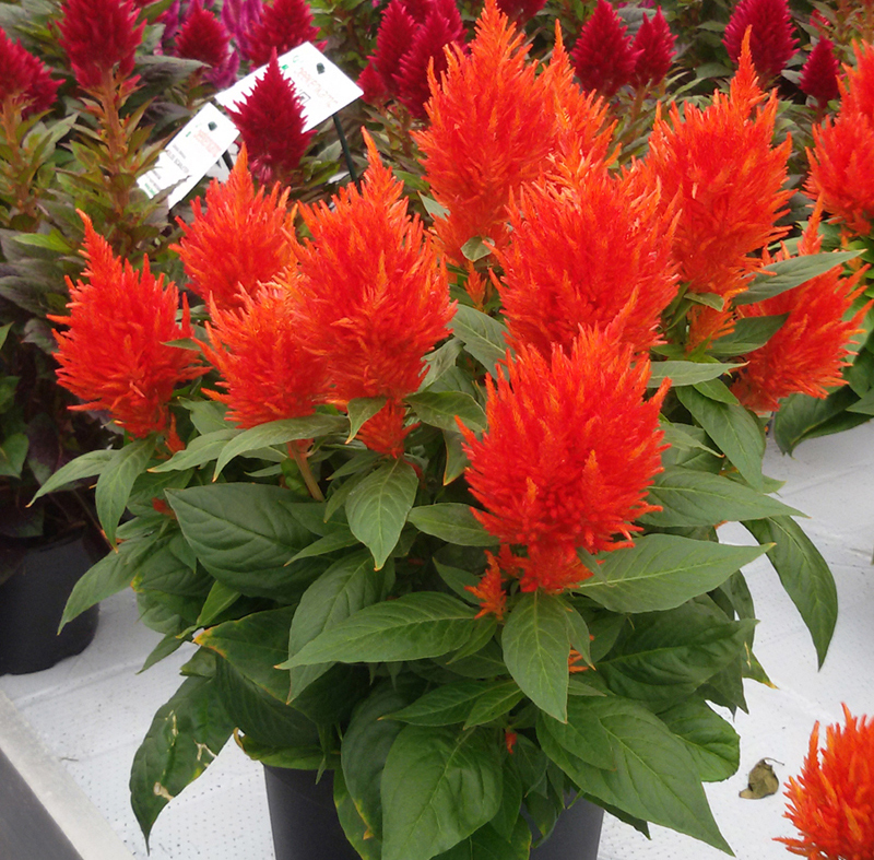 此花是寓意着热情的花，是无数人民内心的希望，是红色的火炬