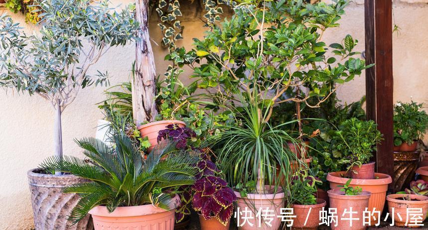 花卉|秋季养花换盆土：从准备到服盆，期间该注意哪些细节？