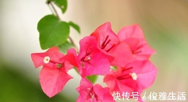 三角梅开花太容易, 别瞎整就不会黄叶