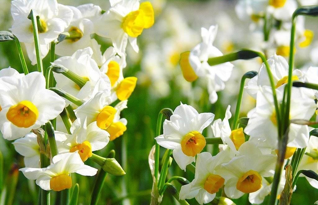 适合冬季养的“3种花”,天天有花可看,越冷花越艳、吉祥又美丽