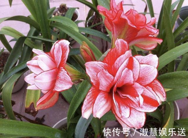 花友们|朱顶红不会养教你修剪，一年开两次花，花苞比月季还大，美！