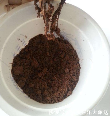 品种|盆栽石榴树如何培育将“3个地方”准备到位,缓苗快、长更好
