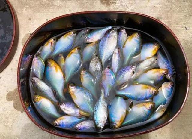 这鱼5年长不到3厘米，经常误认为是小杂鱼，价值珍贵却鲜为人知