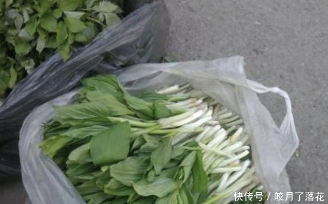 树下生长的“野草”,如今一斤10块钱都买不到,成了“高档菜肴”