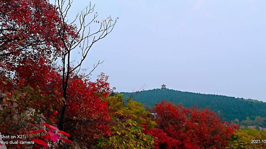 情报站|红叶满山崖，红的透彻，红的暖心，美了人家