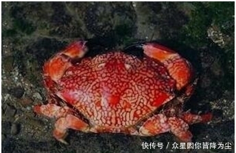 世界|世界上几种有毒的蟹,食用1只就可夺人性命