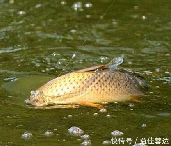 钓者|老钓手分享可以加快钓到大鲤鱼速度的方法,可以轻松搞定大鲤鱼!
