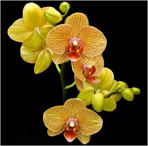 极品兰花（美醉了！）